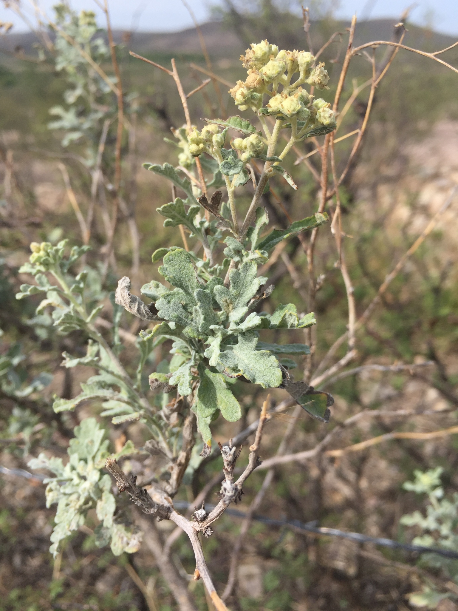 Parthenium incanum