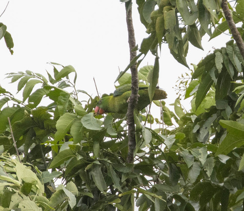 Azure-rumped Parrot (Tanygnathus sumatranus), photo 10