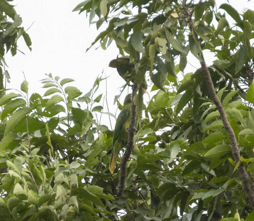 Azure-rumped Parrot (Tanygnathus sumatranus), photo 5