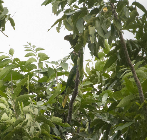 Azure-rumped Parrot (Tanygnathus sumatranus), photo 4