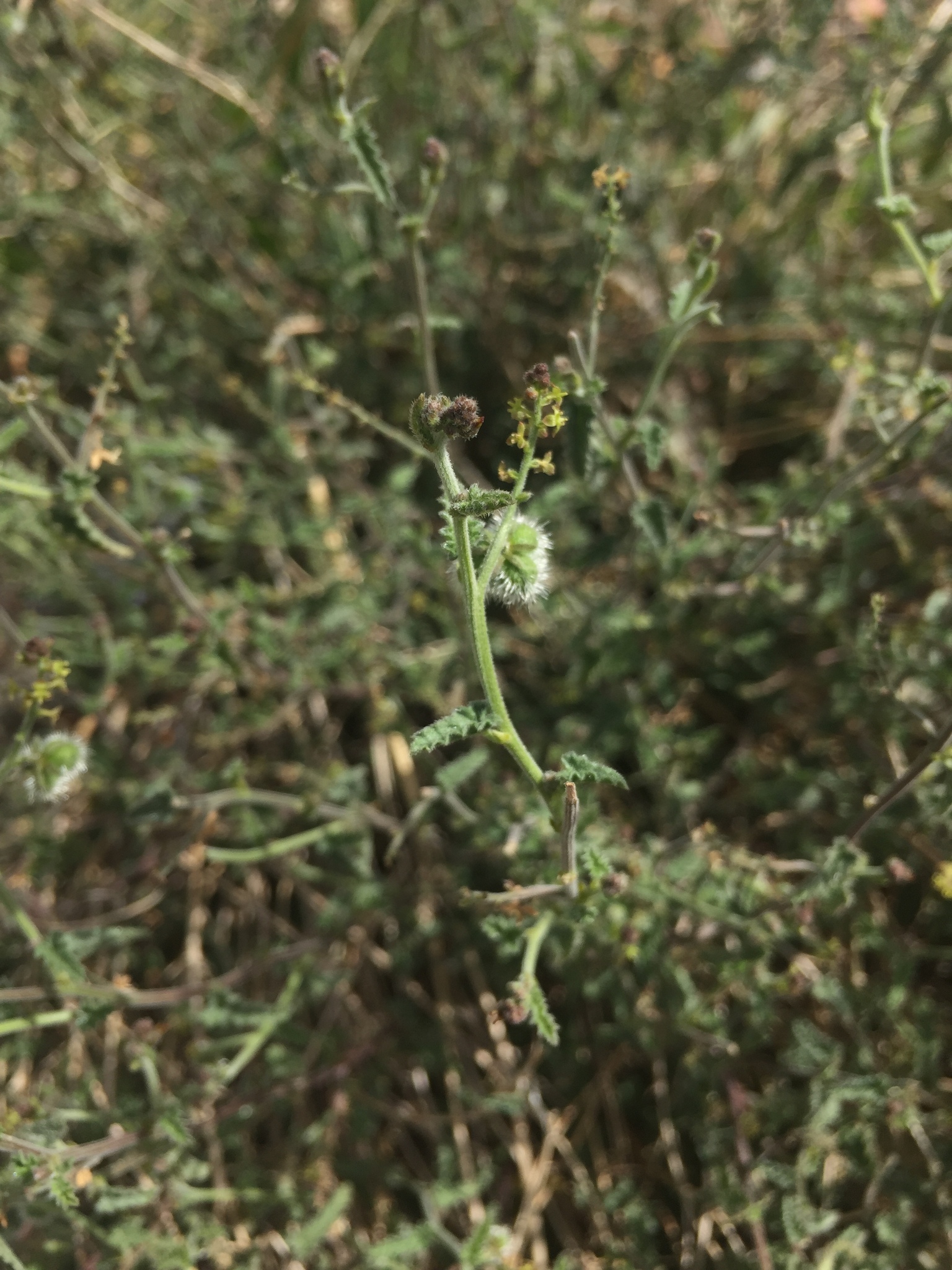 Blunt-Toothed Noseburn (Tragia amblyodonta)
