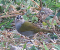 Arremonops conirostris