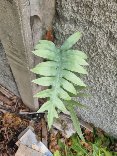 Phlebodium aureum