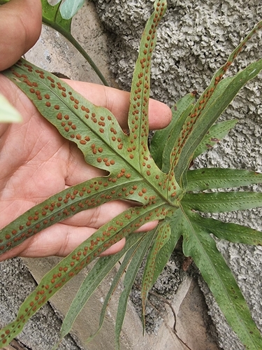 Phlebodium aureum
