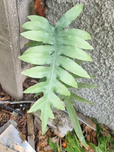 Phlebodium aureum