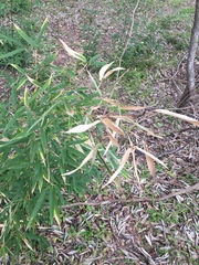 Phyllostachys nigra