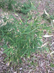 Phyllostachys nigra
