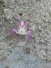 Epicadus heterogaster