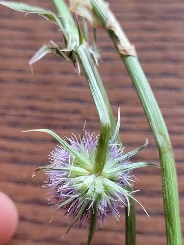 Image of Eryngium articulatum by (c) Konshau Duman, some rights reserved (CC BY)