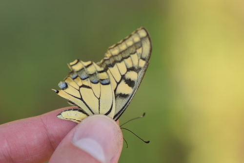Photo of Old World Swallowtail (Papilio machaon)