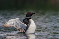Great Northern Diver photo 4