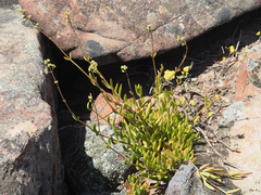 Crassula subaphylla virgata