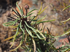 Euphorbia loricata