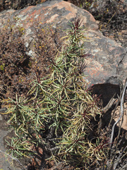 Euphorbia loricata