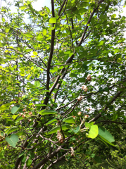 Amelanchier arborea arborea