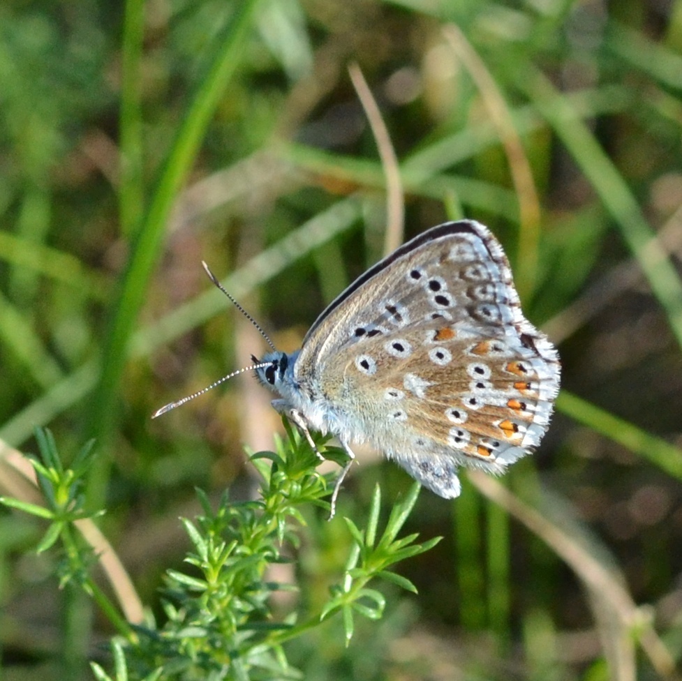 Adonis Blue from 293 01 Mladá Boleslav, Česko on August 14, 2023 at 05: ...