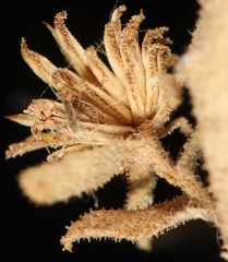 Xanthisma viscidum