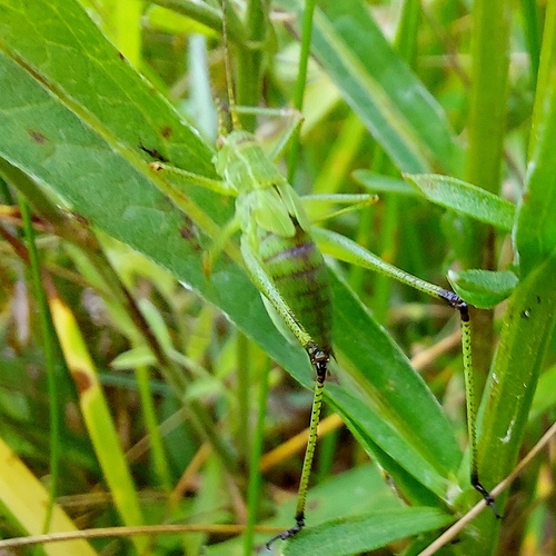 Sickle-bearing Bush-cricket photo 2