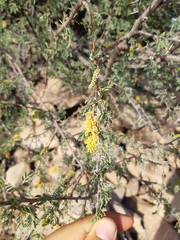 Prosopis palmeri