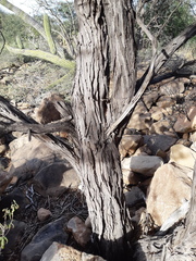 Prosopis palmeri