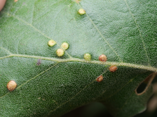 Janetia cerris