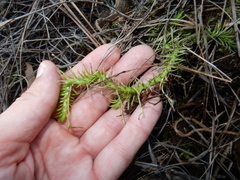 Lycopodiella