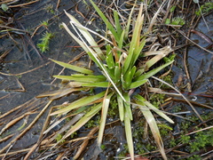 Eriocaulon decangulare image