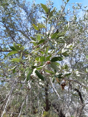 Quercus brandegeei