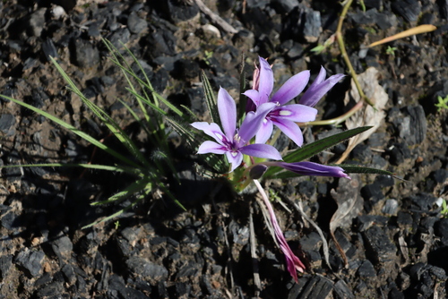 Image of Babiana sambucina by (c) Tony Rebelo, some rights reserved (CC BY-SA)