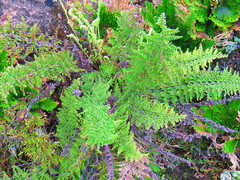 Myriopteris myriophylla