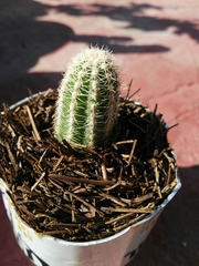Lobivia silvestrii
