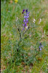 Lupinus angustifolius