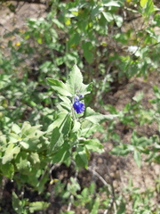 Salvia similis