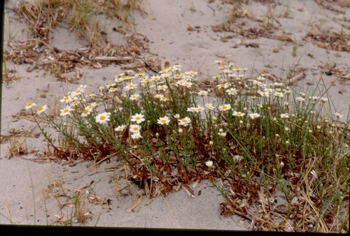 Sea Chamomile