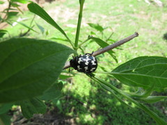 Leptinotarsa lacerata