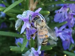 Apis mellifera
