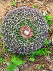 Mammillaria mystax