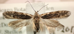 Xenolechia aethiops