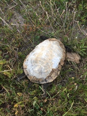 Mauremys leprosa leprosa