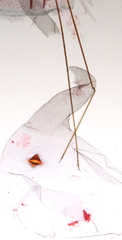 Xenolechia aethiops
