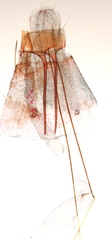 Xenolechia aethiops