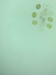 Micrasterias truncata