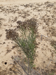 Xylothamia diffusa