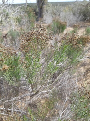 Xylothamia diffusa