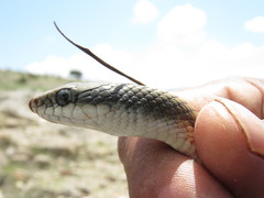 Salvadora intermedia