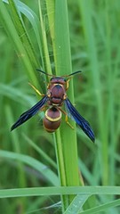 Euodynerus crypticus