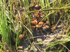 Aplidium punctum