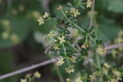 Galium nuttallii