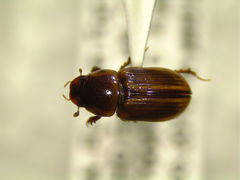 Labarrus cincticulus