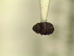 Micropeplus